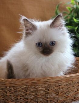 Heilige Birma Kitten - Auerbach (Vogtland)