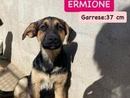 Ermione - hofft und wartet aufs Glück - Grevenbroich