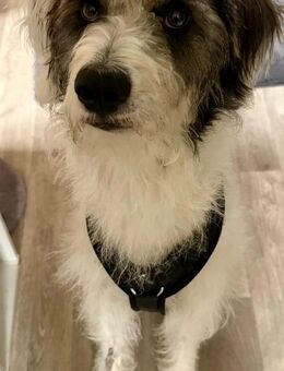 Unser Kuschliger Milo ca 1,5 Jahr,sucht eine tolle Familie nachdem sein Frauchen ihn aus gesundheitlichen Gründen abgeben musste. - Hohe Börde