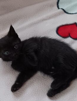 BKH Mischlings Kitten - Michelau (Oberfranken)