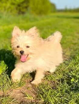 Yorkiepom Yoranian Yorkshire Terrier Pomeranian Mix - Mönchengladbach