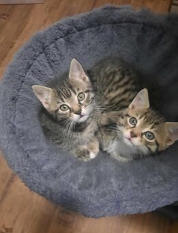 Verkaufe babykatze, katzenbabys - Oberkochen
