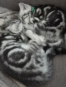 Letztes Kitten Abgabebereit ღ Reinrassige Britisch Kurzhaar BKH Black Silver Tabby Classic Whiskas - Karlstadt
