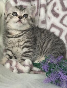 Zwei BKH Jungen, Kitten in Farbe Black Silber Tabby, Blau Tabby - Genthin