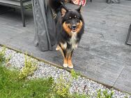 Liebevoller Wolfsspitz/Australian Shepherd-Mix sucht neues Zuhause - Oberhausen