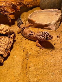 Verkaufe zwei weibliche 🦎🦎 Leopard Gekos 5 Jahre alt 🦎🦎 - Bad Birnbach