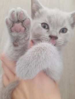 Bkh kitten tolle Farbe ! - Alsdorf (Nordrhein-Westfalen)