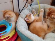 Goldene bildhübsche Kitten mit Stammbaum, 2mal geimpft &Chip - Munster
