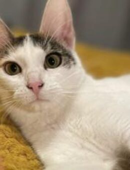 Wunderschöne Dotti - München