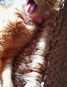 Kitten Norweger Maine Coon weiblich Rot Katze - Kindenheim