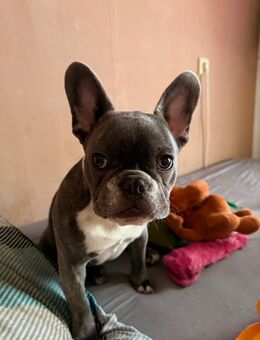 Französische Bulldogge abzugeben - Raguhn-Jeßnitz