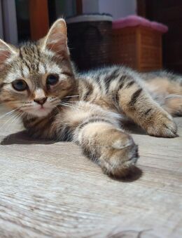 Perser Mix Katzenbabys/ Kitten abzugeben - Ahrensfelde