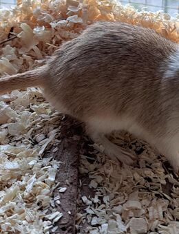 junge Rennmäuse Rennmaus Gerbil Wüstenrennmäuse - Neustadt (Sachsen) Hohwald