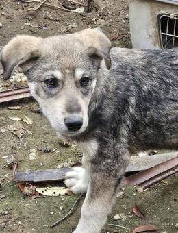 Tobi, freundlicher Junghund sucht dich - Leonberg (Baden-Württemberg)