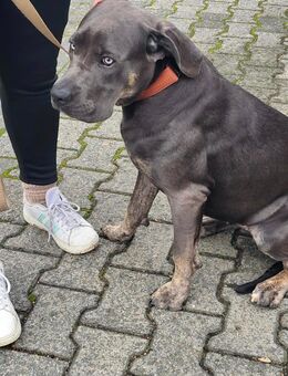 Cane Corso Hündin - Brohl-Lützing