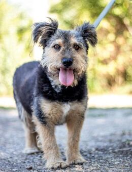 Milo, verschmuster Hund, ca.6 Jahre - Vaterstetten