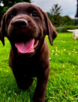Labrador Welpen – Braun & Schwarz - Meinerzhagen