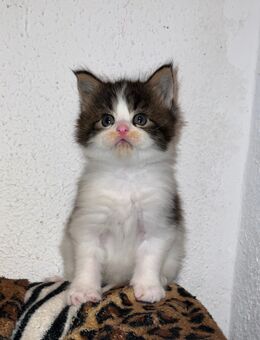 Reinrassiges Maine Coon Kitten(weiblich) - Thalfang