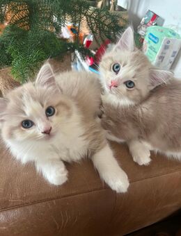 Ragdoll / Heilig Birma Kitten mix - Breitungen (Werra)