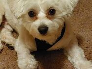 Maltipoo Rüde - Lossatal