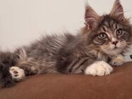 Tolle Maine Coon Kitten , Katzen Kater - Nürnberg