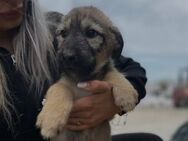 Unser zauberhafter Cooper sucht Dich - Kallmünz