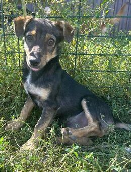 Magnum das süße Kerlchen - Alfdorf