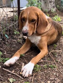 BOU - sanfter Hundemann sucht ein Heim - Aerzen