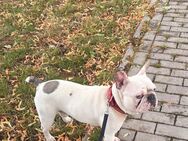 Französische Bulldogge - Lünen