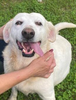 Esperanza wartet im Canile - Bad Vilbel