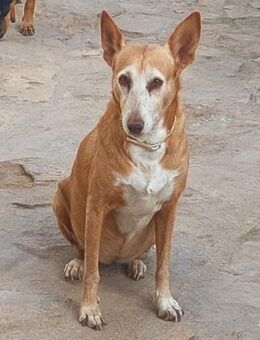 Sibia ist auf der Suche nach ihrem Glück - Laatzen