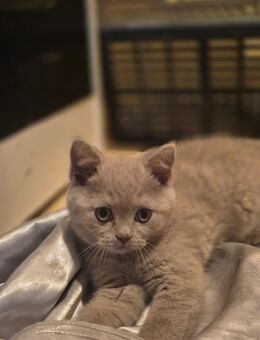BKH Kitten - Amberg
