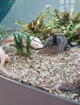 Axolotl zu verkaufen - Gerdau