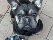 💙 Rocky Ein Goldschatz - Kassel