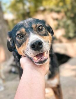 Rex der Liebevolle Schäferhundmix Rüde - Rambin