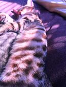 Bengal Siam Mix junge Katzen King, Keva, Belka, Ponna, Karotte und Co in 10115