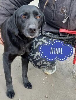 Atari ein braver Bub - Mannheim