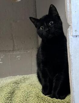 Dorito aus dem Tierschutz - Grevenbroich