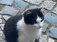 Hauskatze - Golzow (Landkreis Potsdam-Mittelmark)