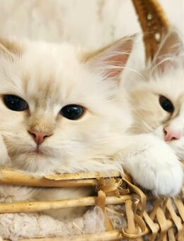 Zwei junge, verschmuste Ragdoll-Katzen (11 Monate, sterilisiert, gechippt, entwurmt) - Heidesheim (Rhein)