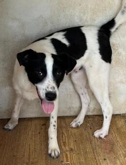 💛 Fröhlicher Junghund Biscuit 💛 - Eislingen (Fils)