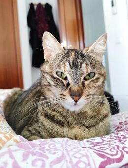 ARYA, w., kastr., EKH, geb. 07/2022 - Sipplingen