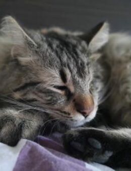 CEVIZ auf dem Weg ins Glück 🍀 - Nürtingen