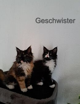 Maine Coon Kitten - Salzgitter