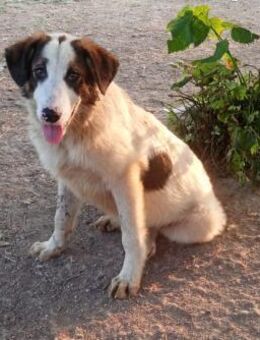 BALDUR - lebhafter Hundebub sucht Heim - Aerzen