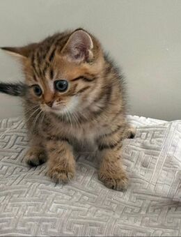 🌟 Einmalige Chance: Traumhafte "Plüschbärchen" suchen ihr Zuhause - Seltene Farben (Tabby/Brown/Chinchilla) 🌟 - Hamburg