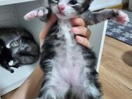 Reinrassig Maine Coon Kitten Kater und Mädchen - Lemberg