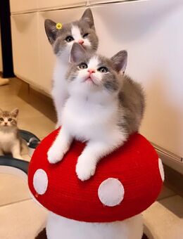 Zuckersüße Bkh Kitten - Köln