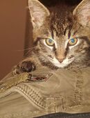 Maine Coon Mischling in 33604