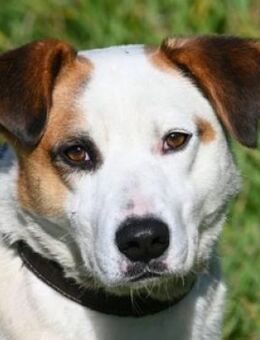 COUDY, freundlich lieb und verträglich - Gefrees